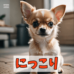 Cute Chihuahua Puppy Stickers