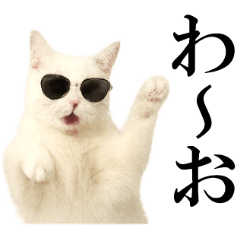 Cat with sunglasses Ver. with text