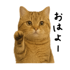 shiho_20250917144725