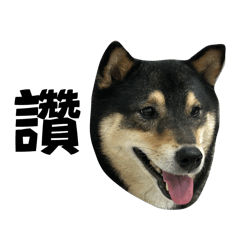 黑柴貢丸 第二彈貼圖！