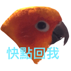 可愛鸚鵡貼圖-寶寶篇