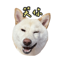 呱呱來了
