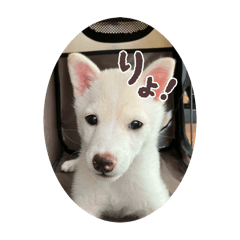 Omochi_20250917160221