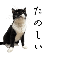 しゃち兄ちゃんと、ないとくん