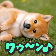 +Zoom in on the dog!
