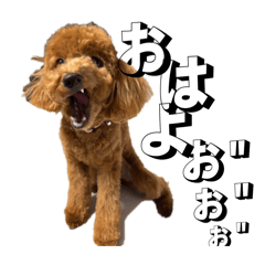 sakura_20250918014125