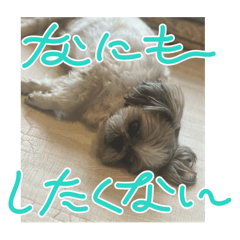 AYU's dogs