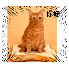 我的林皮蛋