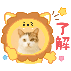 可愛的林小胖