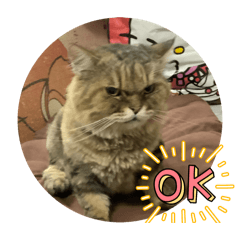 My cat is very happy