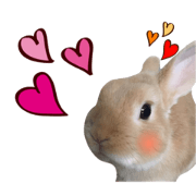 rabbit lover