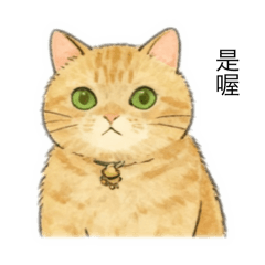 胖胖橘子貓