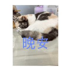 貓小心機