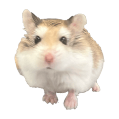 TAMAGO_20250917221758