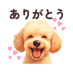Toy poodle is happy.