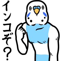 Troublesome budgerigar 2