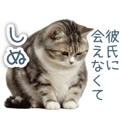 実写ねこ彼女【カップル・おもしろい】