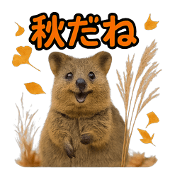 Happy Animal_Quokka Wallaby42 Autumn