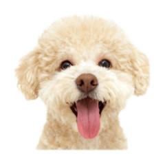 阿迪 陳大小姐家的狗