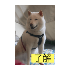 Lemon_20250917164649