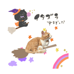 tipupu_20250918231102