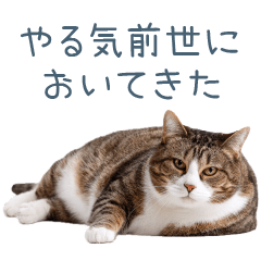 実写のネガティブ猫【面白い・かわいい】