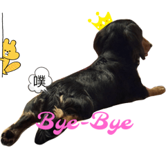 長毛臘腸狗-啾比