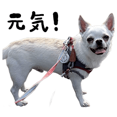 I sama's wanchan sticker