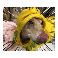 布丁、豬頭、賴打、奶茶