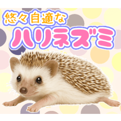 ツンツンしてる場合か！悠々自適ハリネズミ