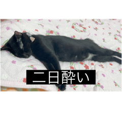 Wakana_20250918213835