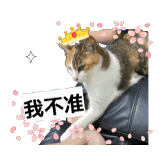 花花有問題