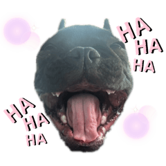 hachi_20250918230339