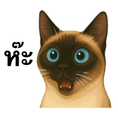 My name is Adam: Thai cat