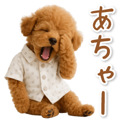 ネガティブな癒しトイプードル茶