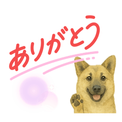 犬　ロンちゃん