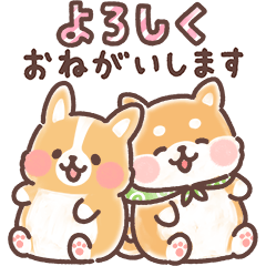 fluffy fat Corgi and Shibainu