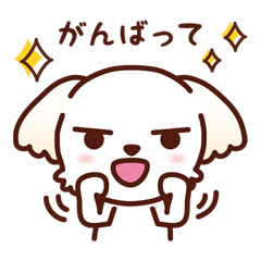 マルチーズ_今の思い