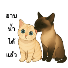 Adam and Anda : Thai cats