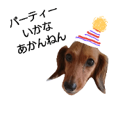 dog and cat!2