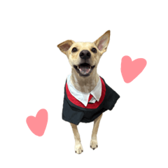 波比寶日常實用對話