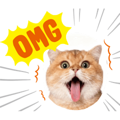 Fat Cat Somjeet