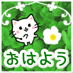 POPUP flower message - cat