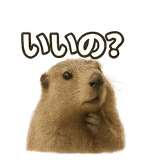 マーモットのコトバ