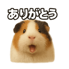 モルモットのコトバ