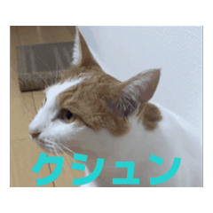 Chikuwa_20250919114710
