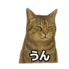 にゃんこのコトバ