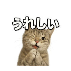 にゃんこのコトバ2