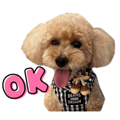 Toy Poodle Ron's Daily Life