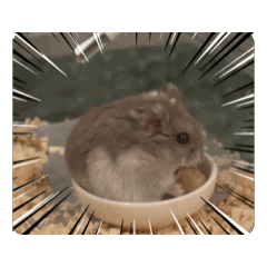 hamuhamu_20250920002305